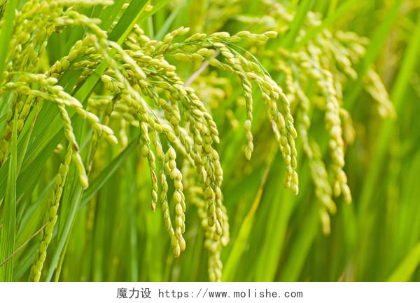 粮食食物五谷绿色生长的水稻特写